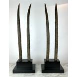 FAUX ORYX TROPHY HORNS, a pair, on ebonised plinth bases, 102cm H. (2)
