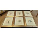 PRINTS, a set of six gilt framed, mounted and glazed, 'Redoute', 40cm H x 30cm W, each. (6)