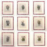 BOTANICAL PRINTS, a set of eight, gilt framed and glazed, 26cm x 24cm. (8)