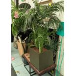 FAUX ARECA PALM DISPLAYS, potted, 170cm H.