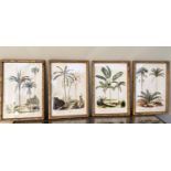 BOTANICAL PALM TREES PRINTS, a set of 4, framed and glazed, 50x35. (4)