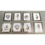 SEA SHELL PRINTS, a collection of eight, framed and glazed, 35cm x 29cm. (8)