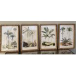 BOTANICAL PALM TREE PRINTS, a set of four, framed and glazed, 50cm x 35cm. (4)