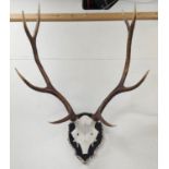 RED DEER TROPHY HEAD MOUNTED ON HIDE SHIELD PLAQUE, antler trim, 95cm H.