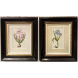 'IRIS BULBOSA AND CROCUS VERNUS', handcoloured engravings, 29cm x 15cm in fine ebonised and gilt