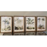 PALM TREE PRINTS, a set of 4, framed and glazed, 50cm x 35cm. (4)