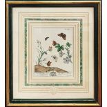 MOSES HARRIS, 'The Aurelian', a pair of natural history engravings, hand coloured 31cm x 24cm,