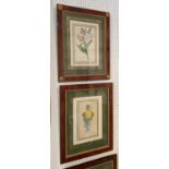SYDENHAM EDWARDS AND OTHER VARIOUS HANDS, Botanical studies handcoloured engravings, 22cm x 13cm,