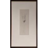 WILLIAM DRING (1904-1990) 'Study from the Female Nude', pencil, 8cm x 21cm, framed. (Bears 'Julian