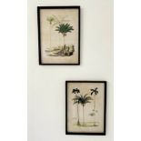 BOTANICAL PALM TREE PRINTS, a pair, 56cm H x 41cm W, contemporary school. (2)