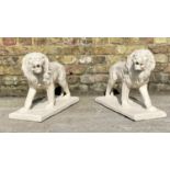 CONTEMPORARY SCHOOL, sculptural roaring lions, a pair, each 42cm H x 55cm W x 22cm D, resin in a