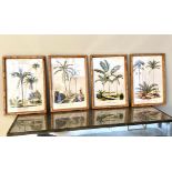 BOTANICAL PALM TREES PRINTS, set of 4, framed and glazed, 50cm x 35cm each. (4)