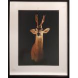 ALLAN FORSYTH (British 1971) 'Pride and Glory' (Roe deer), edition 4/5, 3D photographic artwork,