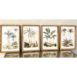 BOTANICAL PALM TREE PRINTS, set of four, framed and glazed, 50cm x 35cm (4)