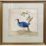 19TH CENTURY CHINESE SCHOOL, 'Blue Coot', water colour, 35cm x 35cm, framed.