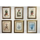 TROWBRIDGE GALLERY BOTANICAL PRINTS, a set of three, 55cm x 42cm, together with three other