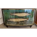 TAXIDERMY PIKE, two cased, case inscribed taken from Mapleduran & Caversham Reach, 1913 and 1914,