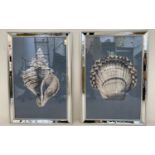 SHELL PRINTS, a pair, 67cm H x 46cm W, framed and glazed