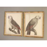 PRINTS OF PARROTS, a set of two, in rattan frames, glazed, 70cm H x 55cm W. (2)