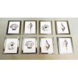 SEA SHELL PRINTS, a collection of eight, framed and glazed, 35cm x 29cm. (8)