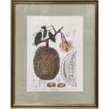 BOTANICAL PRINTS, a set of four, each 72cm x 59cm, framed and glazed. (4)