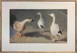 ARTHUR W GAY (1901-1958) 'Geese', watercolour, 32cm x 52cm, signed, framed.