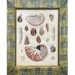 PRINTS, a set of four, shells and fish, largest 52cm x 42cm. (4)