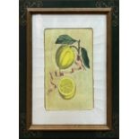 PRINTS, a set of four, citrus fruits, 55cm x 44cm. (4)