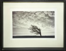 JILL KINGSTON COURTHOLD, Wind Tree tool, 1/10, photoprint, framed and glazed, 76cm x 61cm.