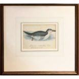 19TH CENTURY SCHOOL, 'Four studies of Seabirds including Gul's and Penguins', watercolour, 10cm x