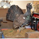 TAXIDERMY INTEREST - A CAPERCAILLIE DISPLAY ON STAND