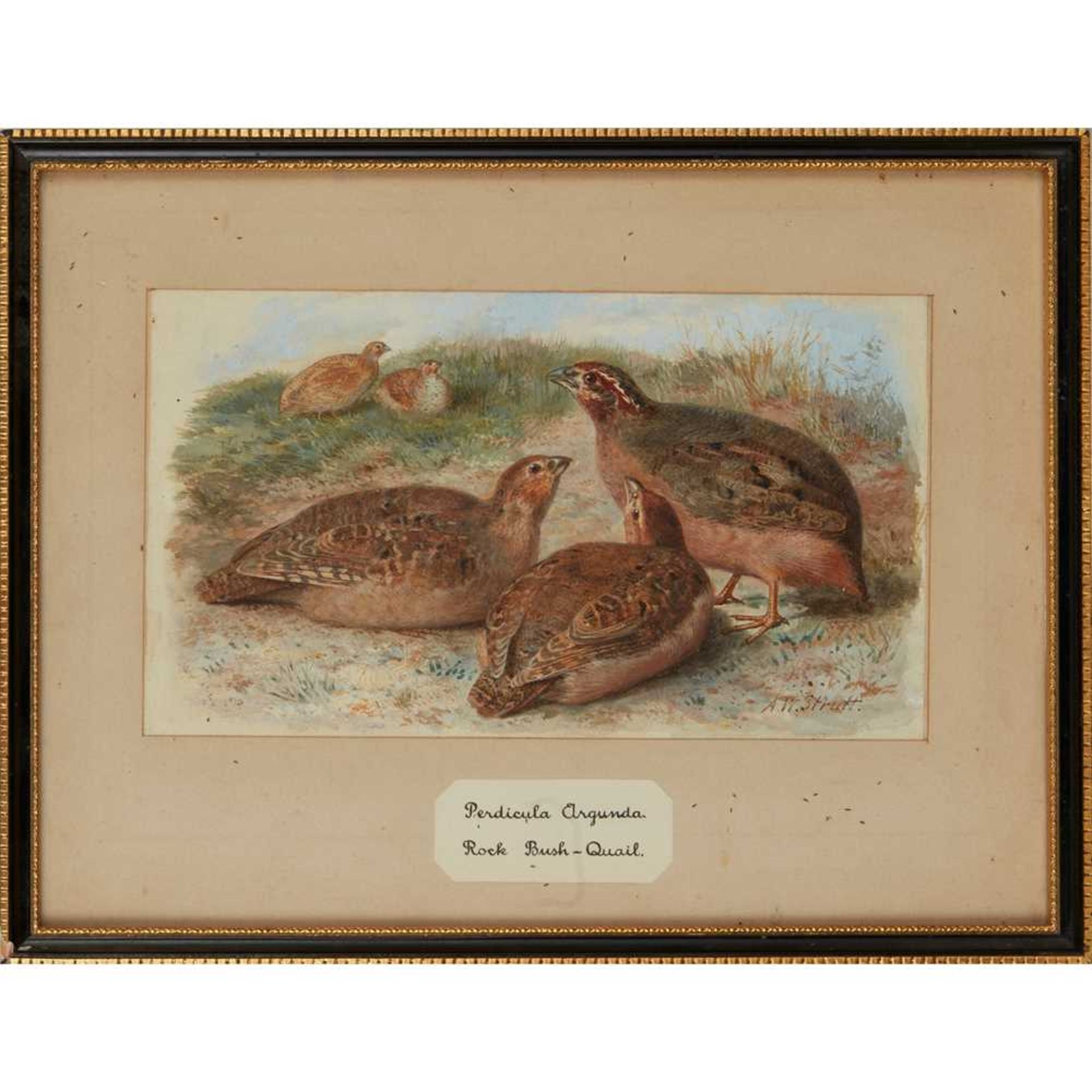 TWENTY-THREE WATERCOLOURS OF SOUTH ASIAN GAME BIRDS LATE 19TH CENTURY - Image 30 of 47