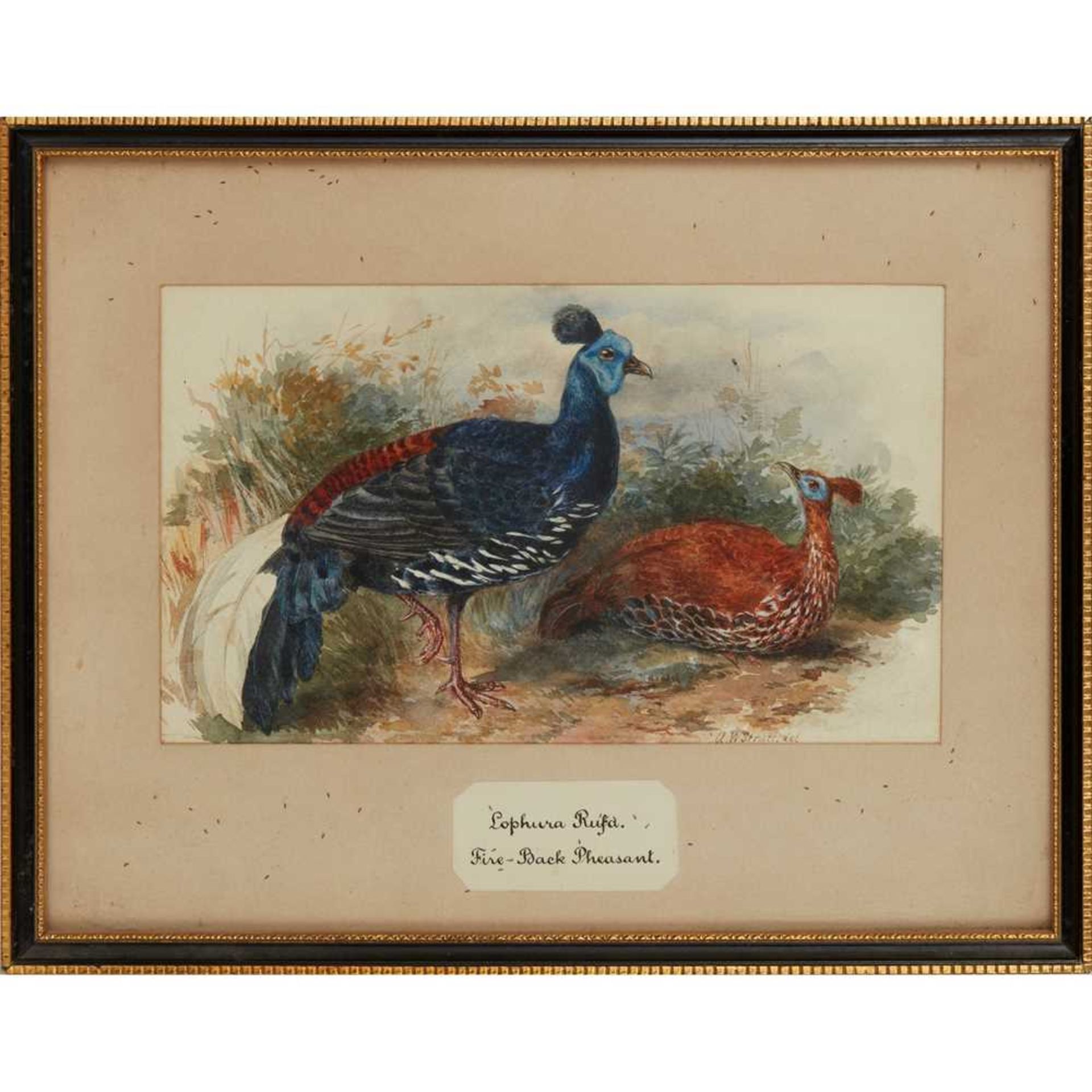 TWENTY-THREE WATERCOLOURS OF SOUTH ASIAN GAME BIRDS LATE 19TH CENTURY - Image 40 of 47