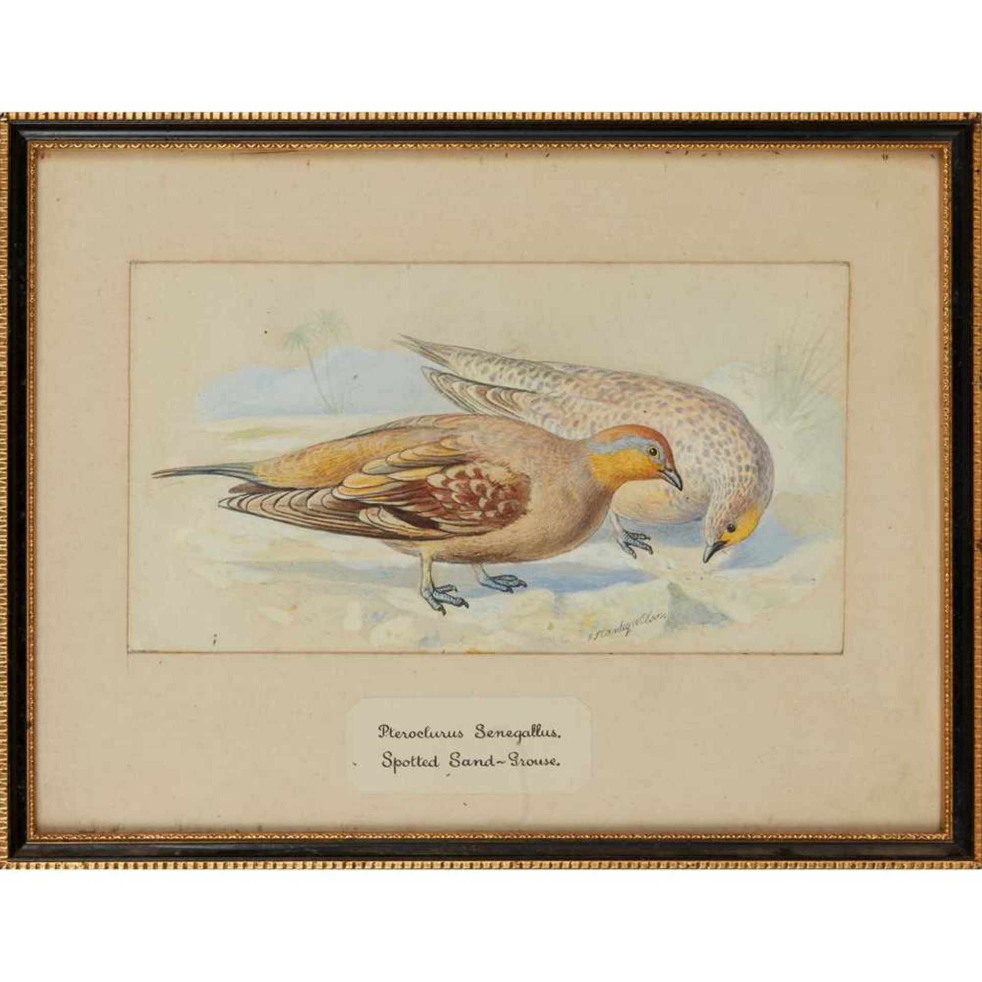 TWENTY-THREE WATERCOLOURS OF SOUTH ASIAN GAME BIRDS LATE 19TH CENTURY - Image 46 of 47