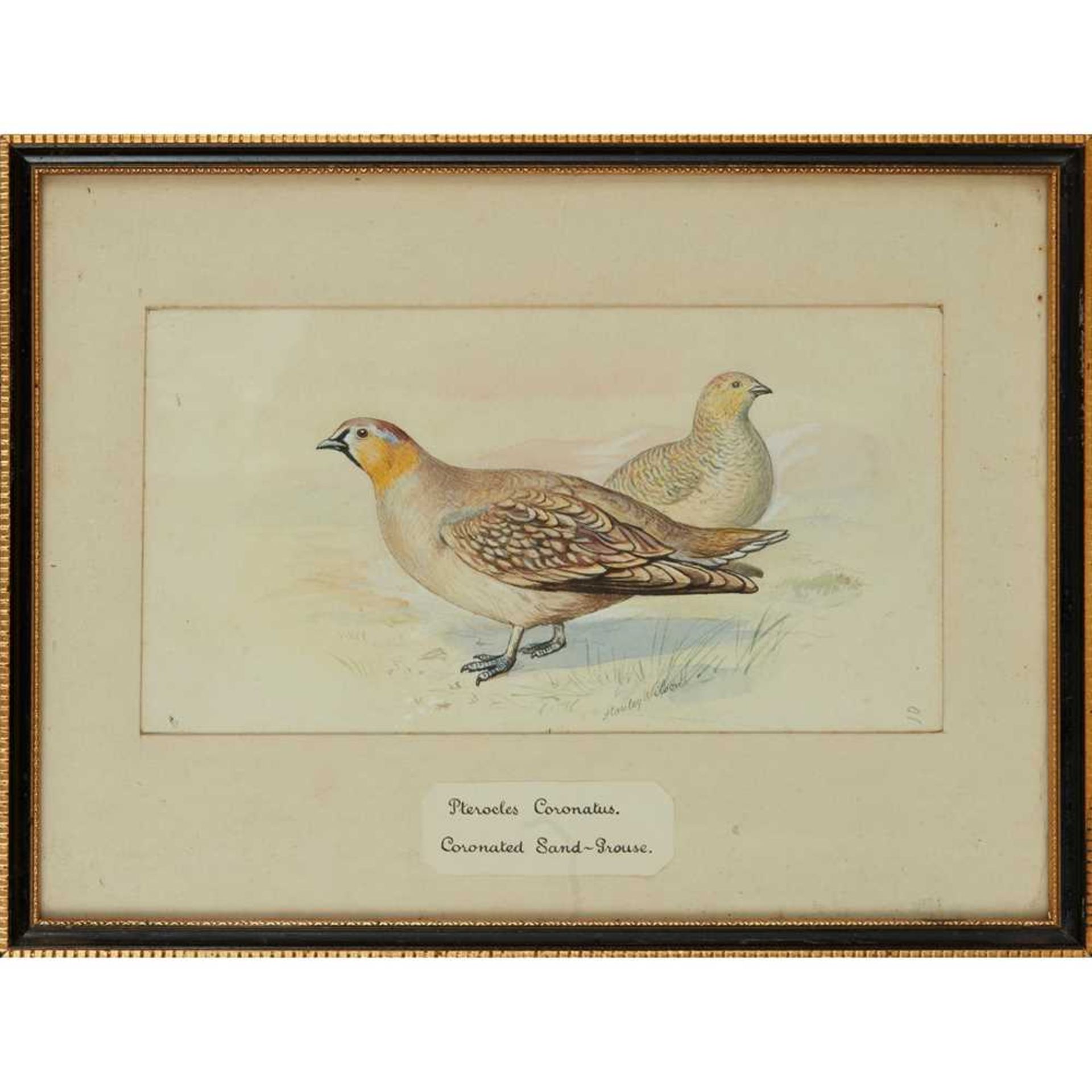 TWENTY-THREE WATERCOLOURS OF SOUTH ASIAN GAME BIRDS LATE 19TH CENTURY - Image 10 of 47