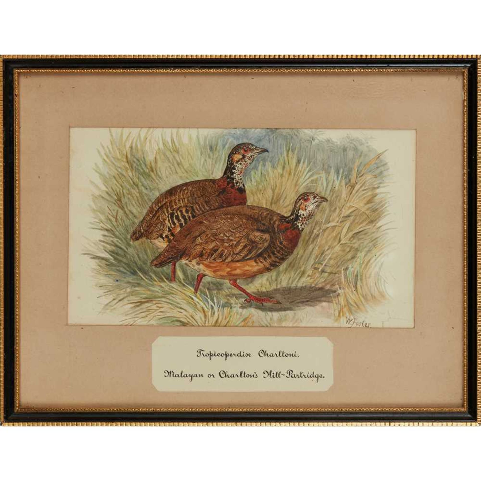 TWENTY-THREE WATERCOLOURS OF SOUTH ASIAN GAME BIRDS LATE 19TH CENTURY - Image 32 of 47
