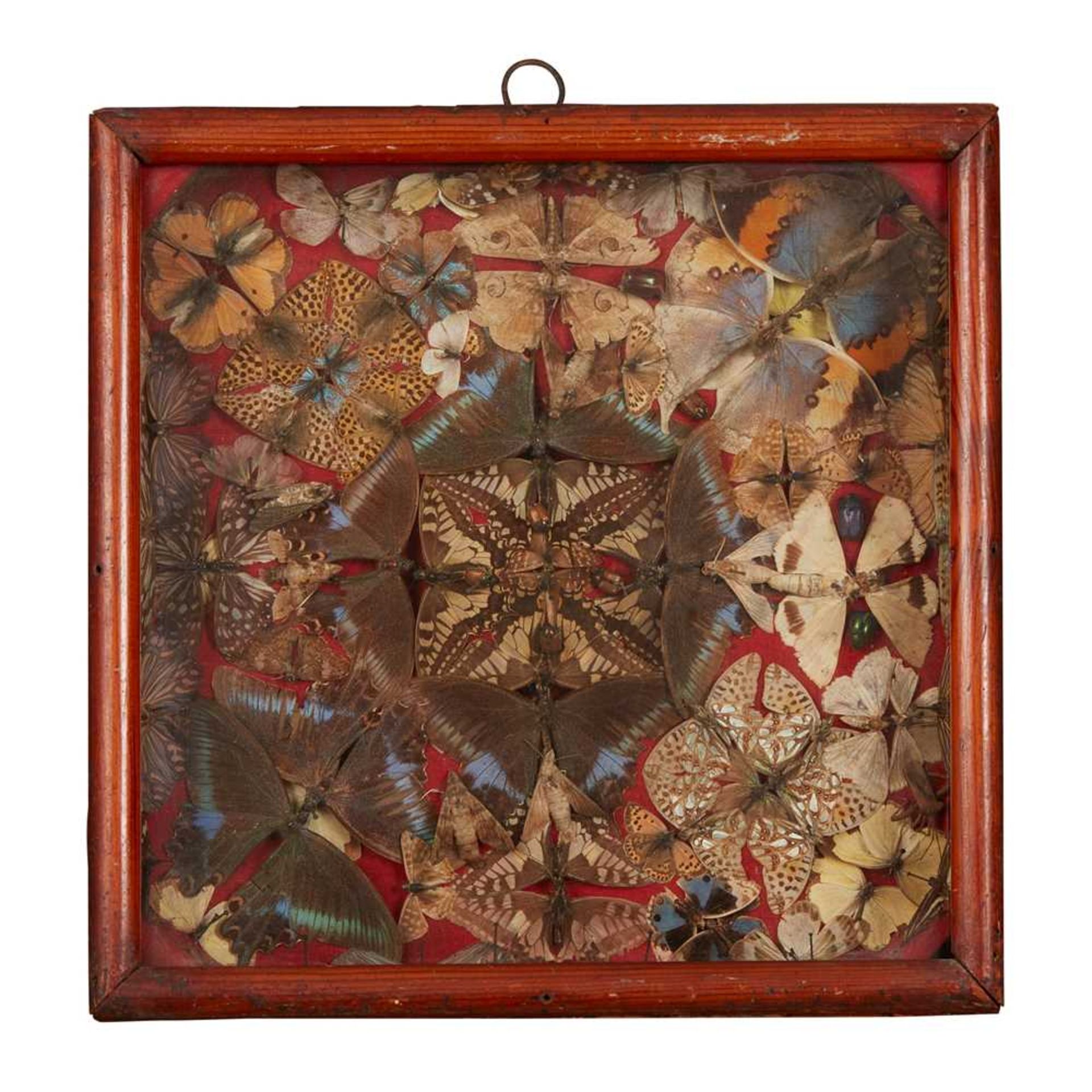 SIX CASED VICTORIAN BUTTERFLY AND MOTH DISPLAYS 19TH CENTURY - Image 3 of 7