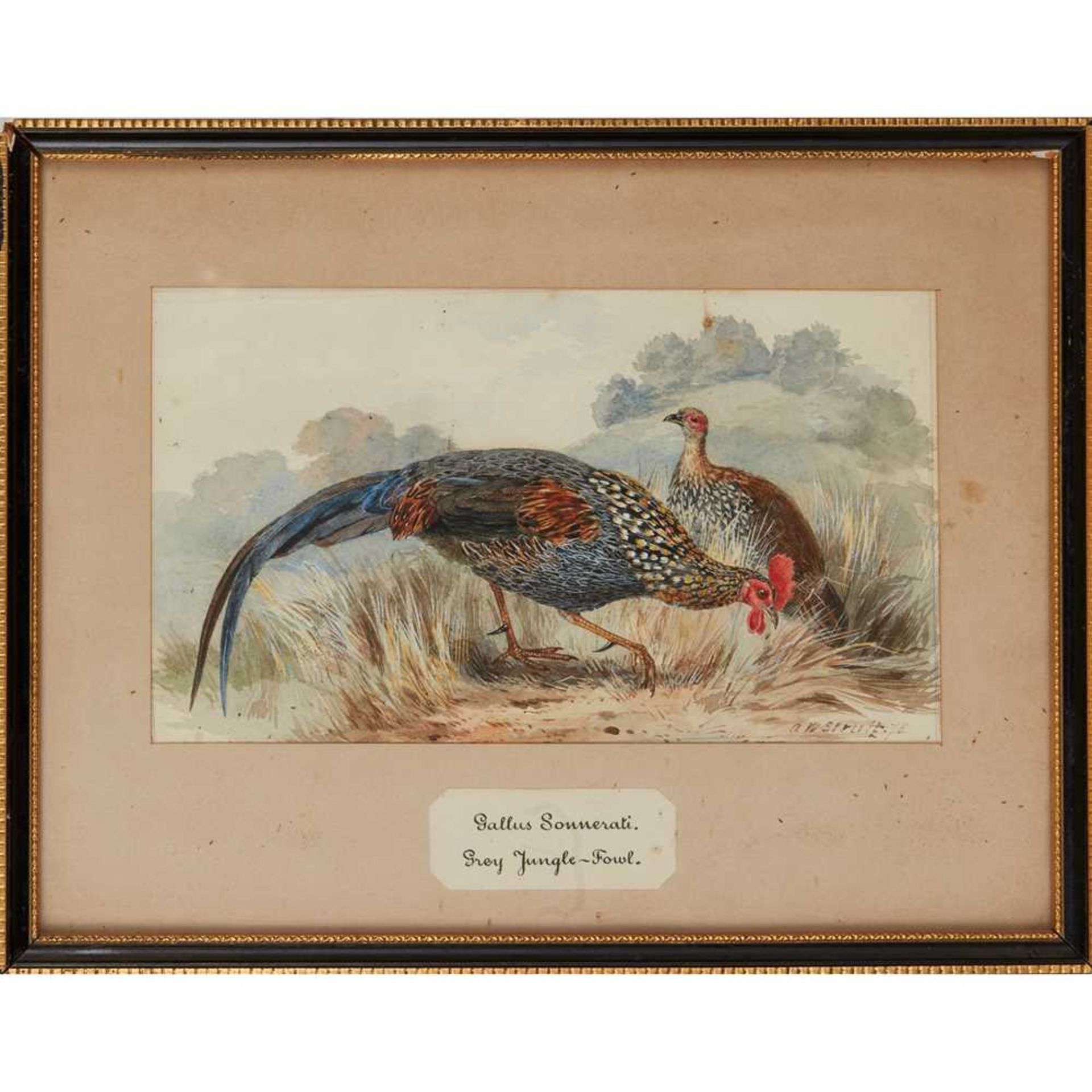 TWENTY-THREE WATERCOLOURS OF SOUTH ASIAN GAME BIRDS LATE 19TH CENTURY - Image 2 of 47