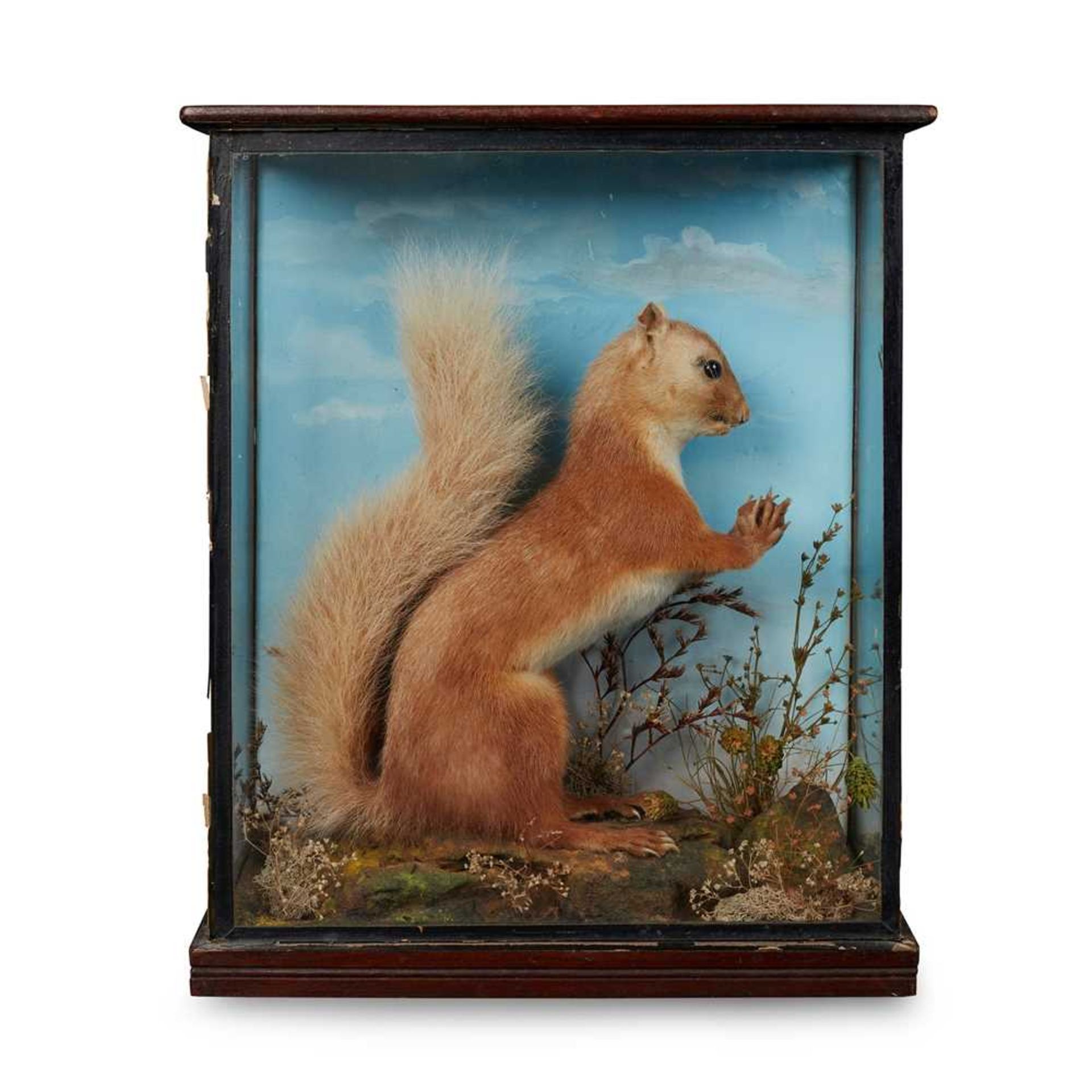 FOUR TAXIDERMY DIORAMAS LATE 19TH/ EARLY 20TH CENTURY - Image 5 of 7