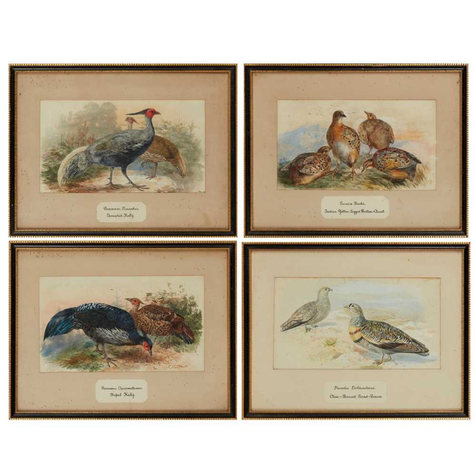 TWENTY-THREE WATERCOLOURS OF SOUTH ASIAN GAME BIRDS LATE 19TH CENTURY