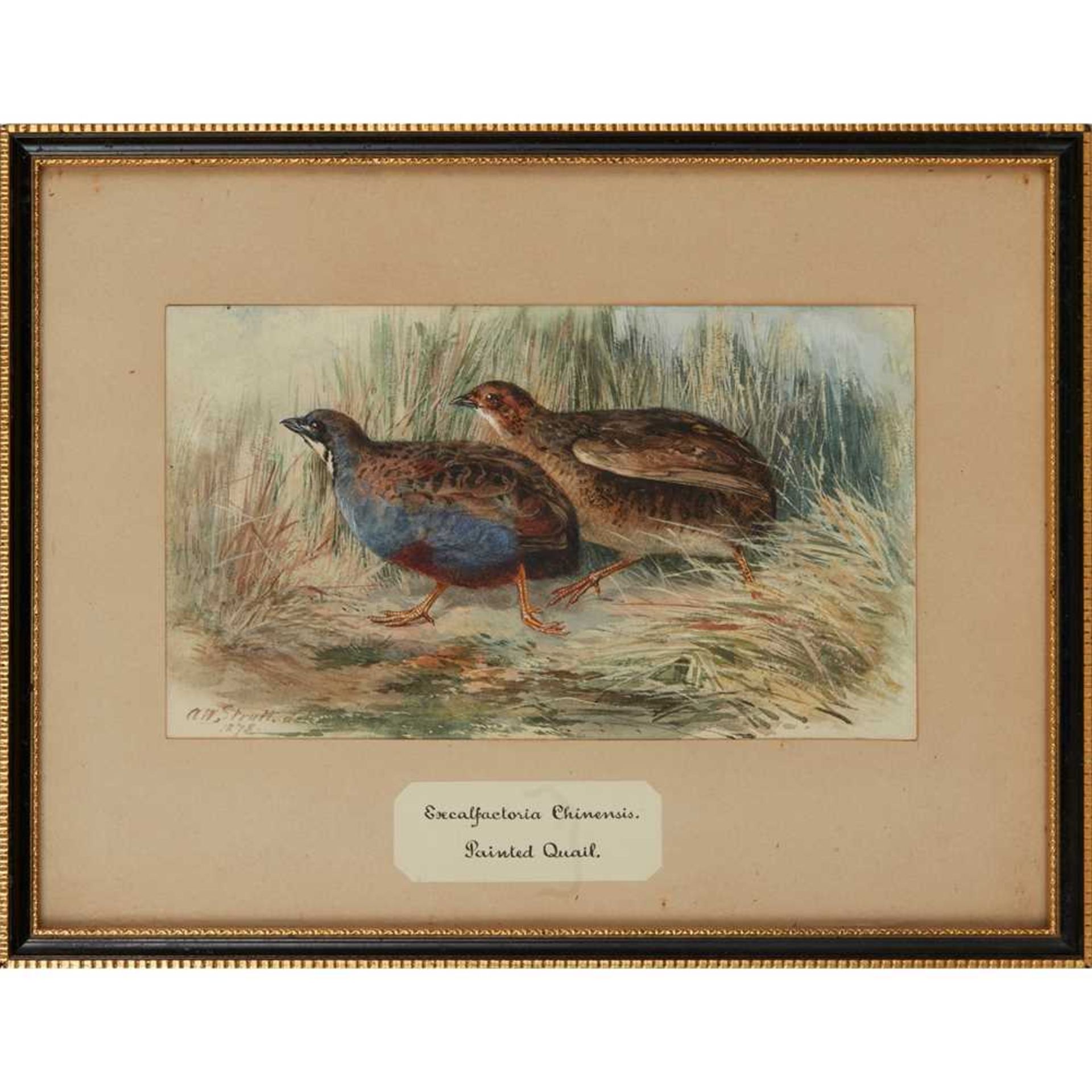 TWENTY-THREE WATERCOLOURS OF SOUTH ASIAN GAME BIRDS LATE 19TH CENTURY - Image 36 of 47