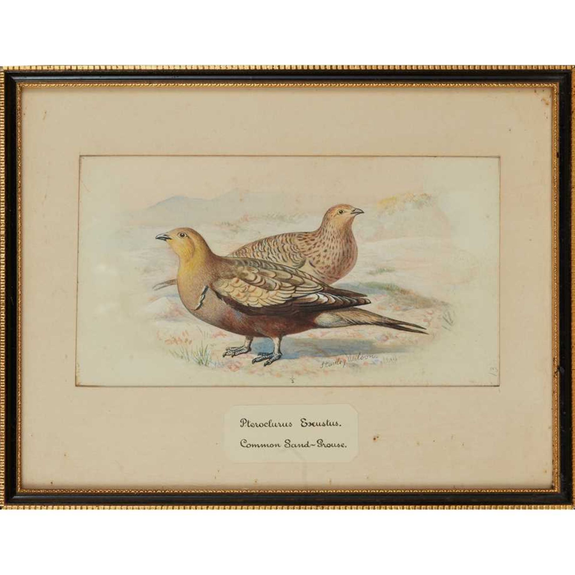 TWENTY-THREE WATERCOLOURS OF SOUTH ASIAN GAME BIRDS LATE 19TH CENTURY - Image 16 of 47