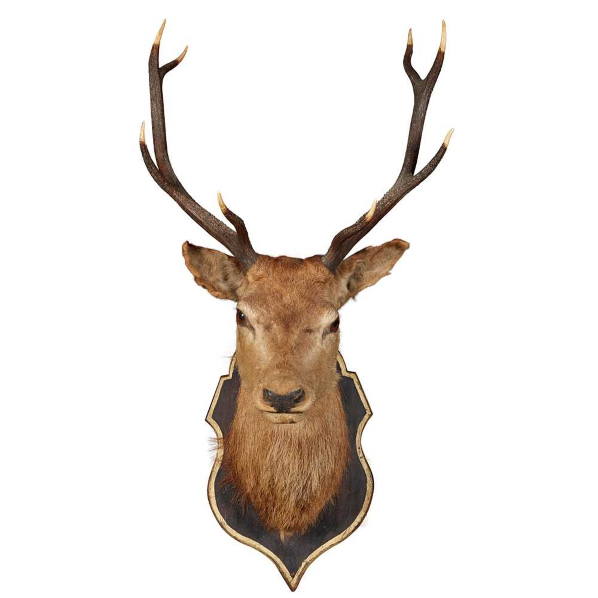 TAXIDERMY STAG'S HEAD TROPHY MOUNT EARLY 20TH CENTURY