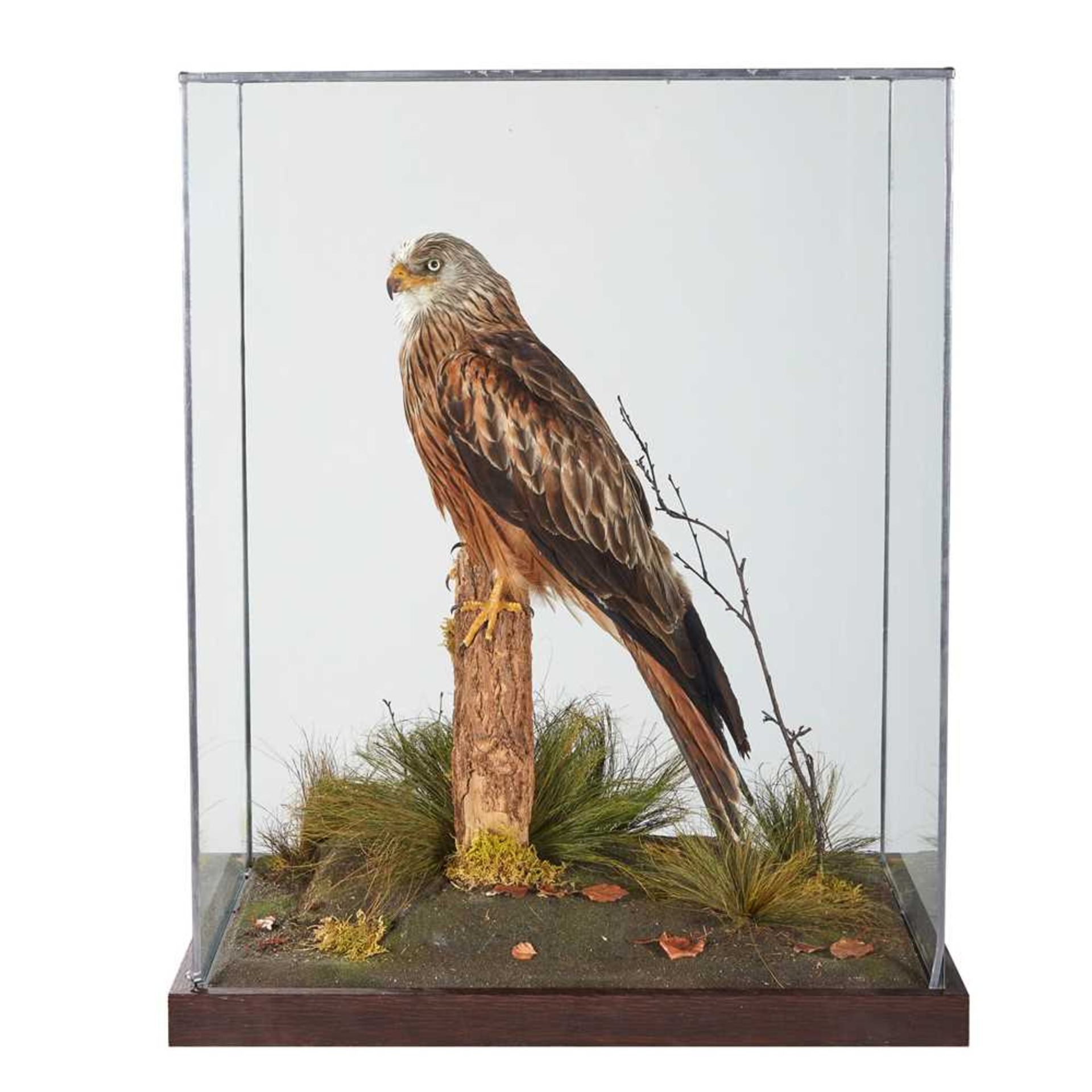 CASED TAXIDERMY RED KITE MODERN - Image 2 of 2