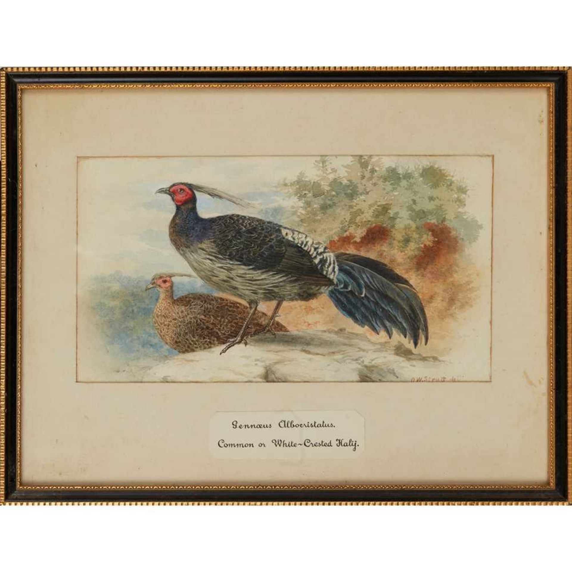 TWENTY-THREE WATERCOLOURS OF SOUTH ASIAN GAME BIRDS LATE 19TH CENTURY - Image 34 of 47