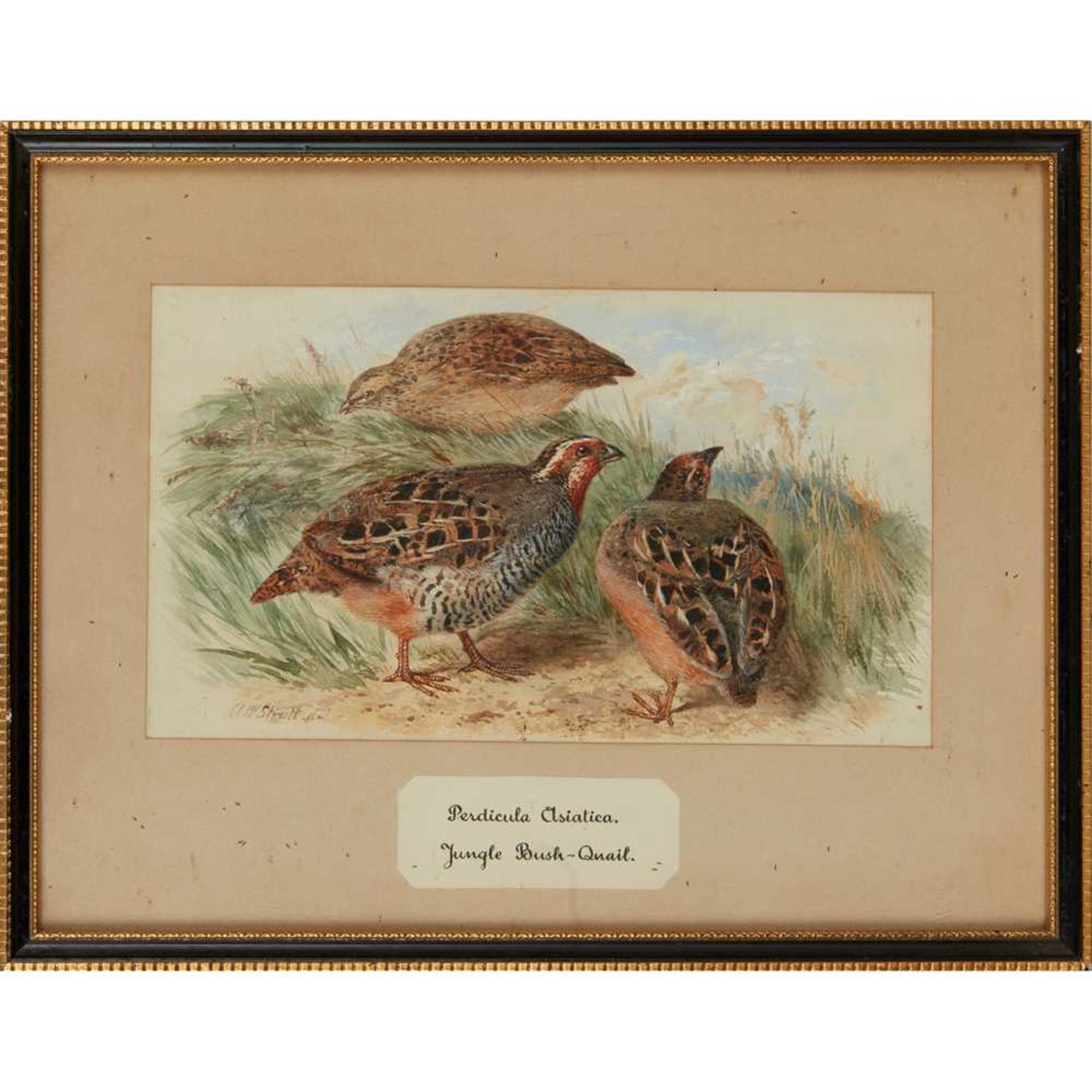 TWENTY-THREE WATERCOLOURS OF SOUTH ASIAN GAME BIRDS LATE 19TH CENTURY - Image 12 of 47