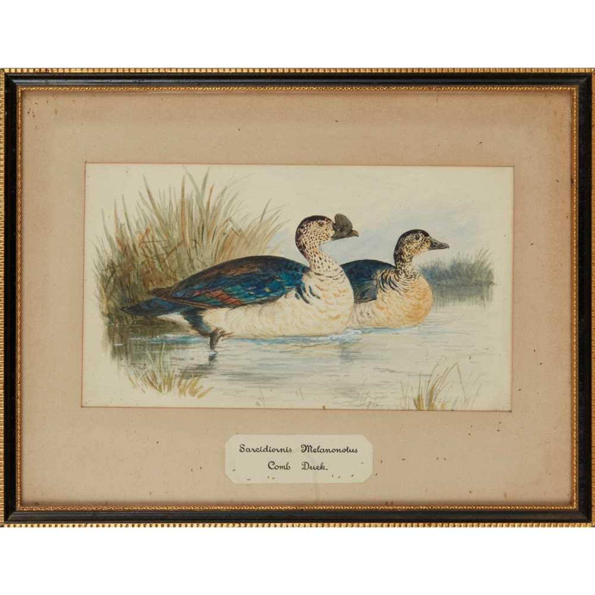 TWENTY-THREE WATERCOLOURS OF SOUTH ASIAN GAME BIRDS LATE 19TH CENTURY - Image 18 of 47