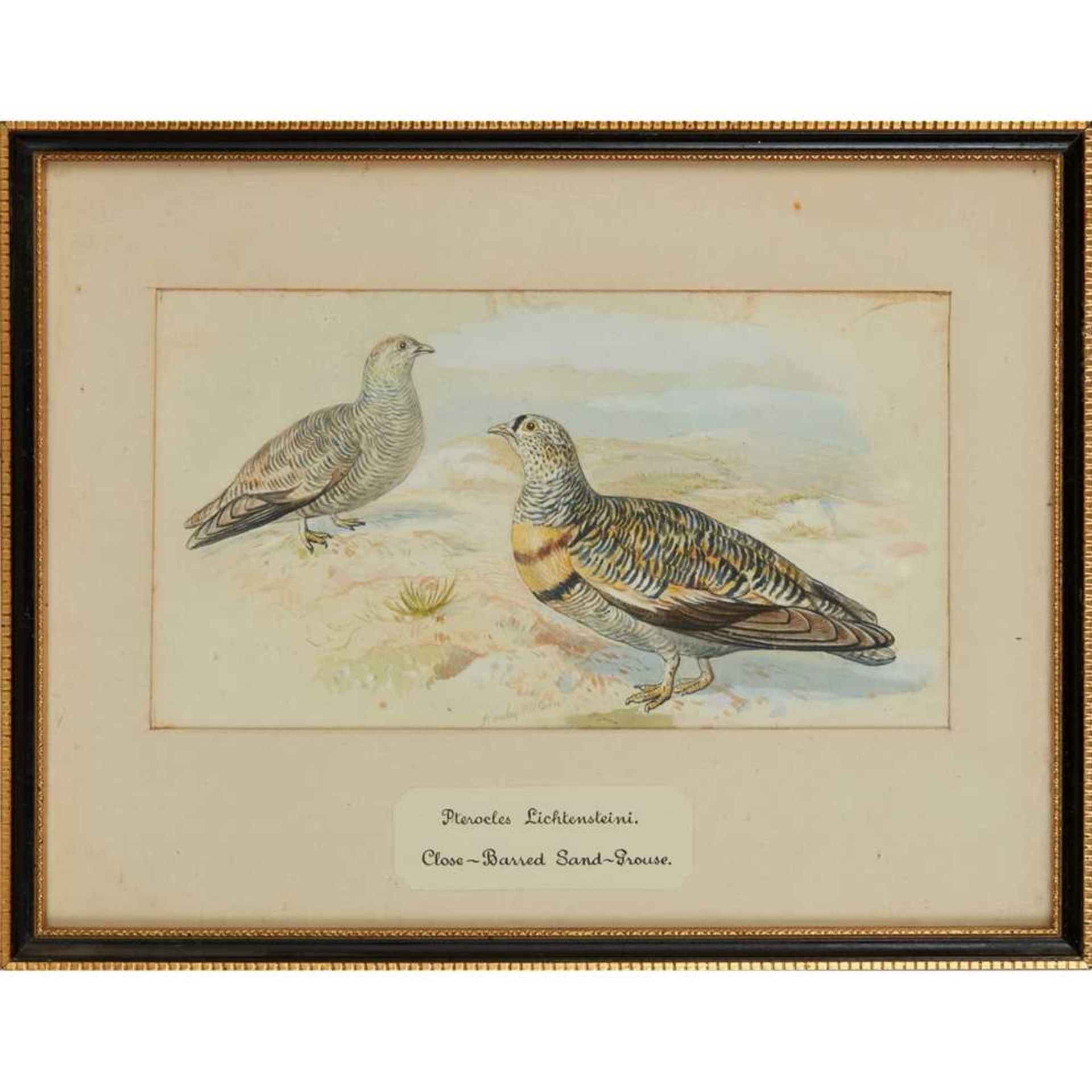 TWENTY-THREE WATERCOLOURS OF SOUTH ASIAN GAME BIRDS LATE 19TH CENTURY - Image 44 of 47