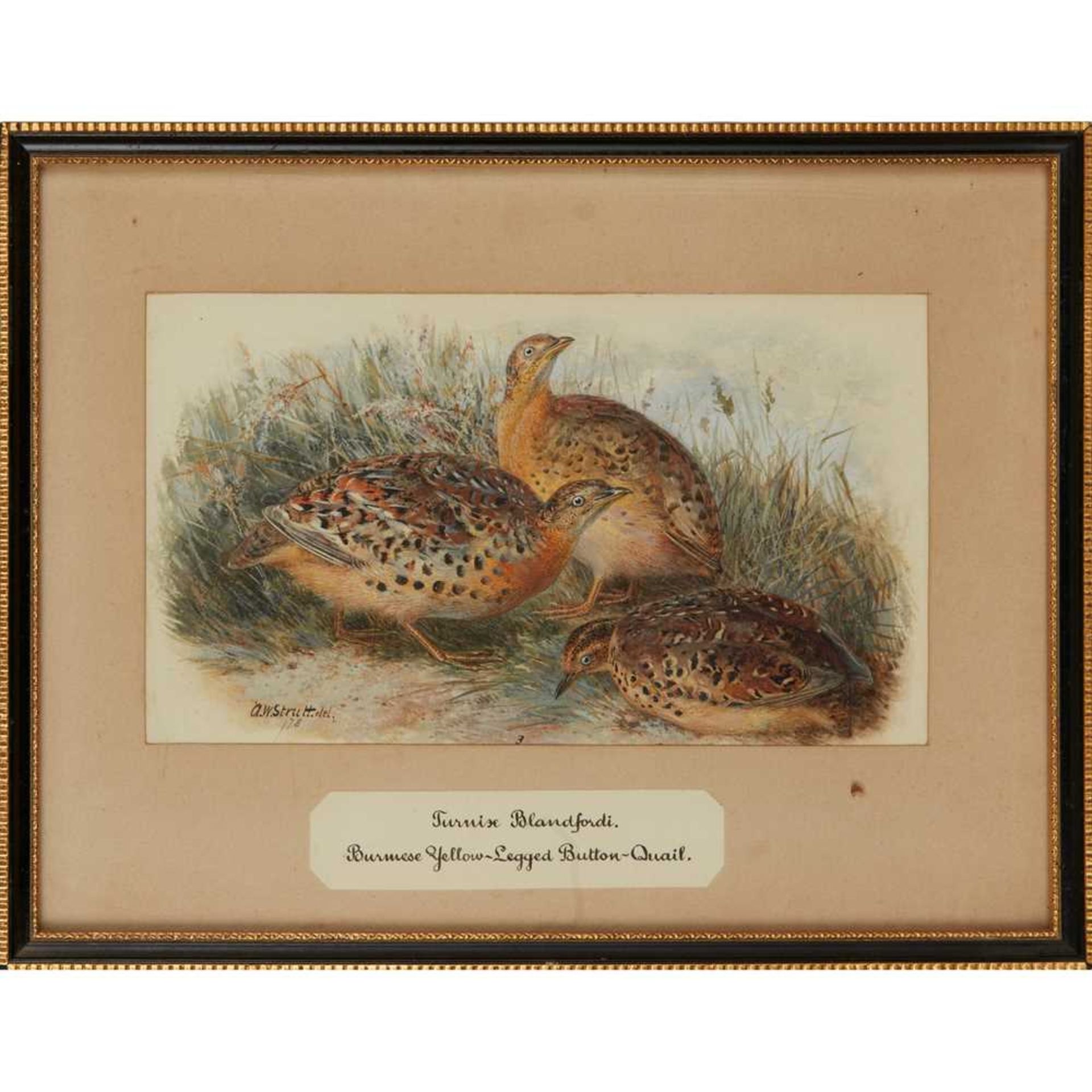 TWENTY-THREE WATERCOLOURS OF SOUTH ASIAN GAME BIRDS LATE 19TH CENTURY - Image 8 of 47