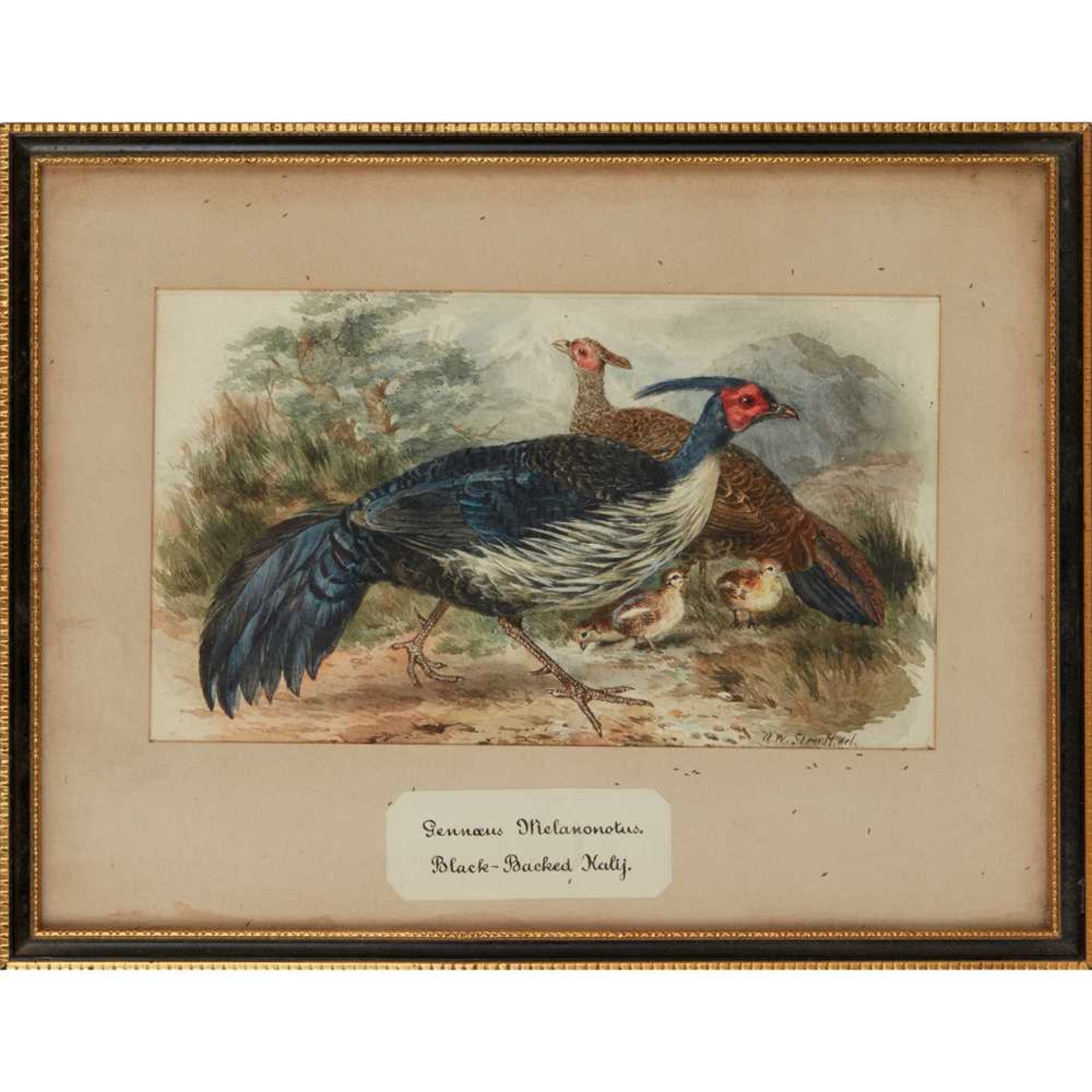 TWENTY-THREE WATERCOLOURS OF SOUTH ASIAN GAME BIRDS LATE 19TH CENTURY - Image 38 of 47
